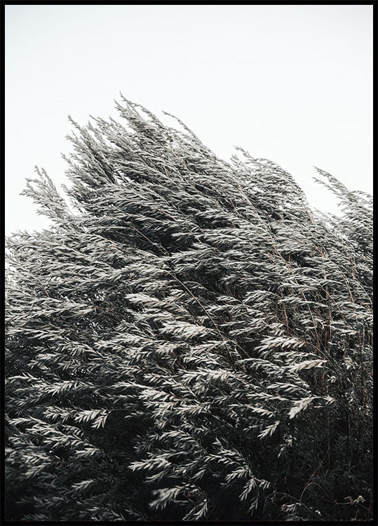 Bush of Plants Poster - Posterbox.no