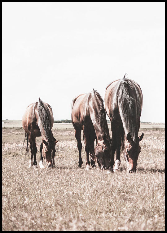 Three Brown Horses Poster - Posterbox.no