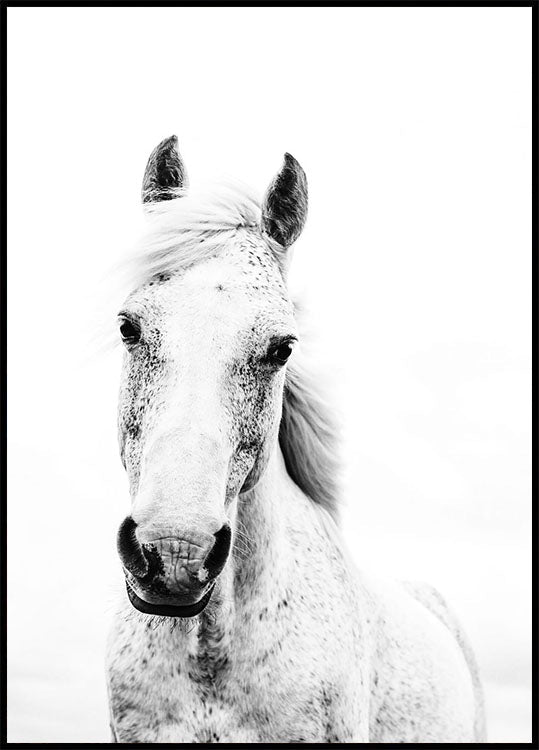 White Horse Poster - Posterbox.no