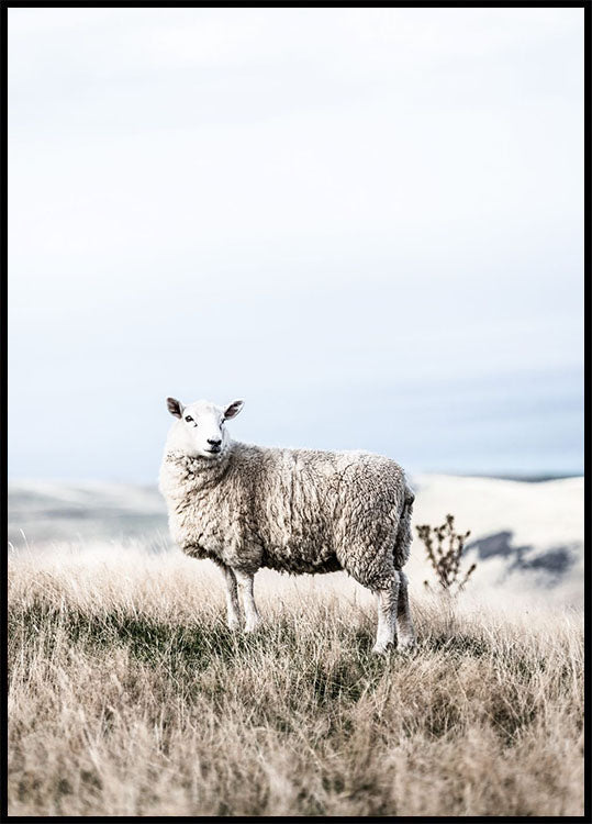 White Sheep in Field Poster - Posterbox.no