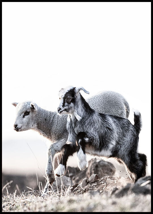 Lamb Poster - Posterbox.no