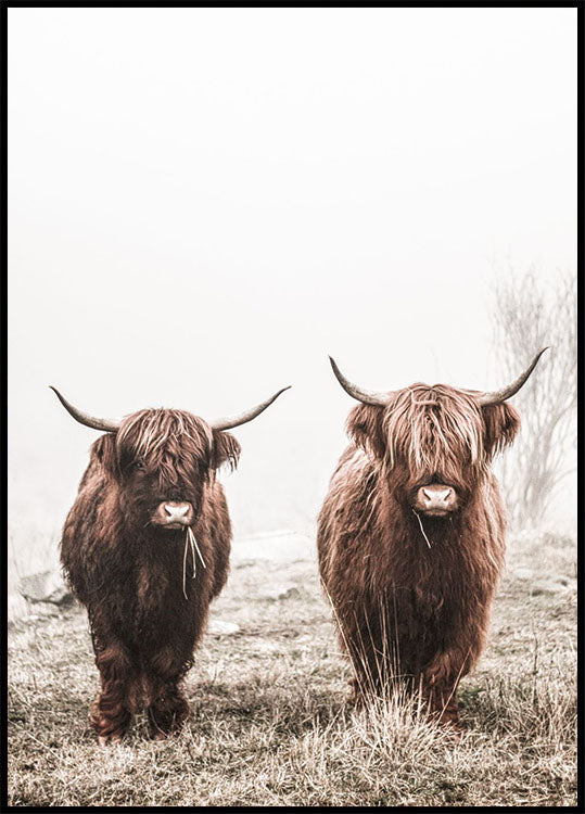 Scottish Highlanders Poster - Posterbox.no