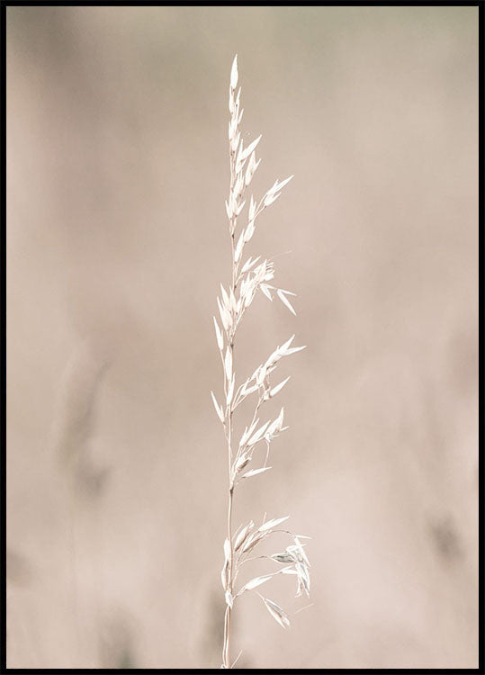 Dried Nature Delights Poster - Posterbox.no