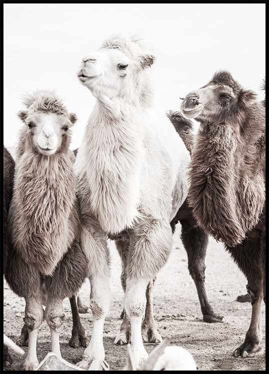 Camels in the Desert Poster - Posterbox.no