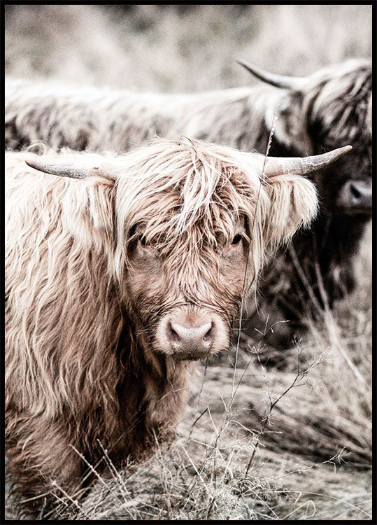 Cow Close Up Poster - Posterbox.no