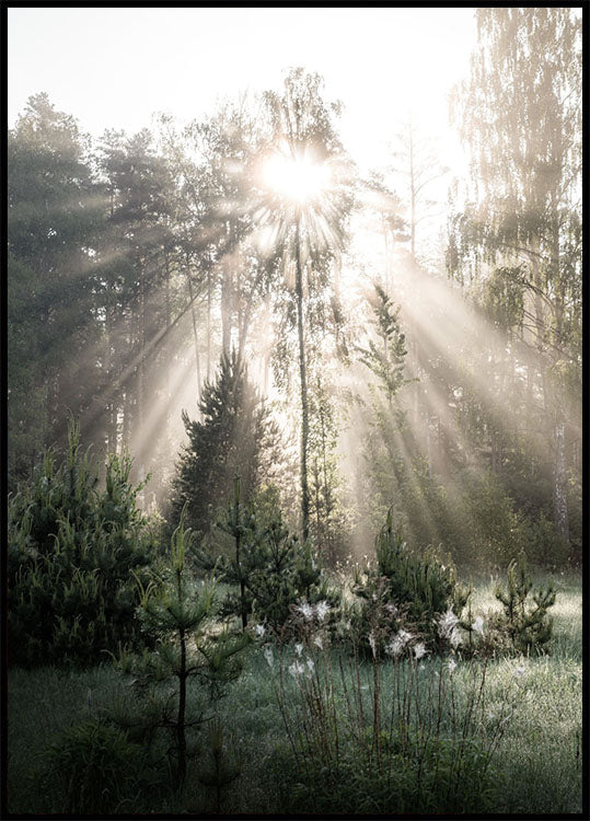 Sunrays in The Woods Sunshine Forest Poster - Posterbox.no