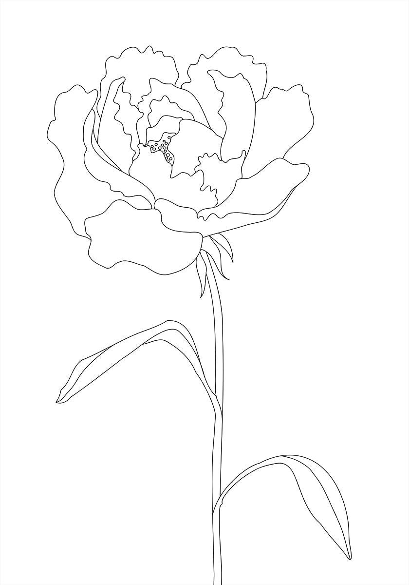Peony Lines