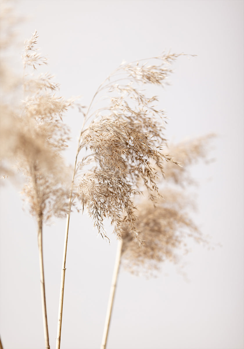 Reed Grass Gray 09 Poster