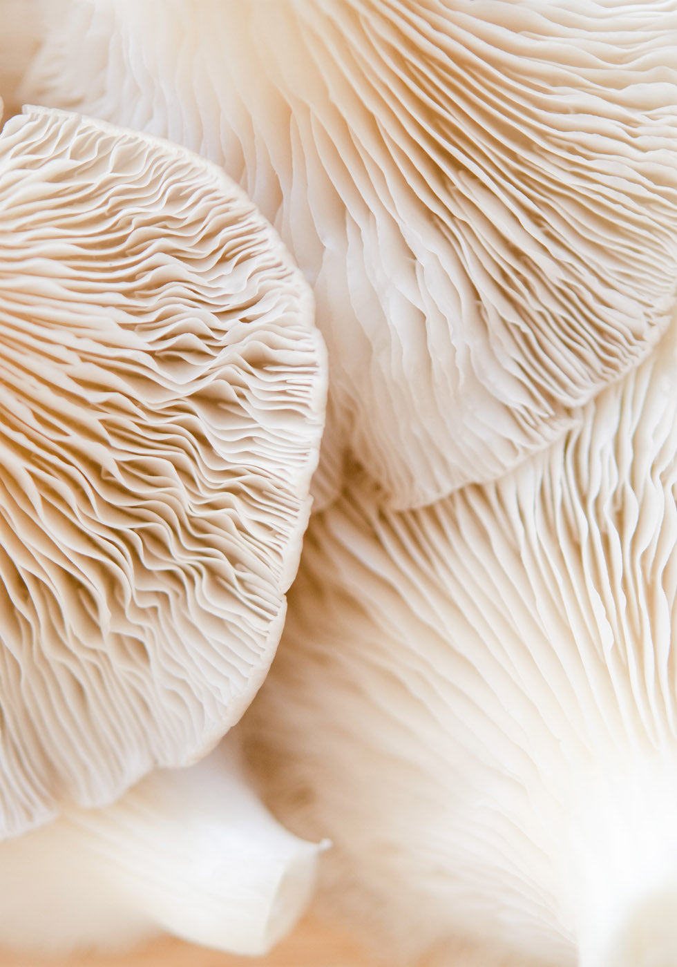 Mushrooms Close Up Poster - Posterbox.no