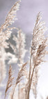 Pampas Grass Branches Poster - Posterbox.no