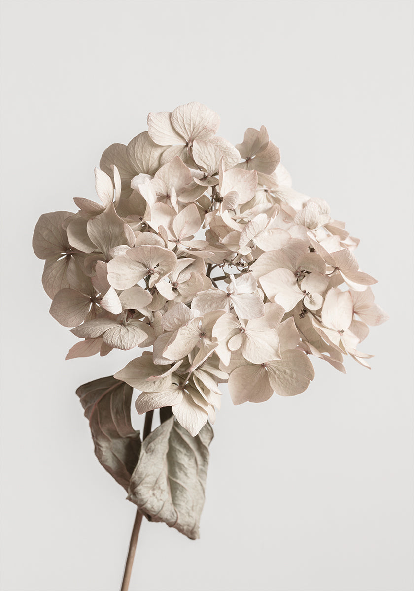 Beige dried flower Poster