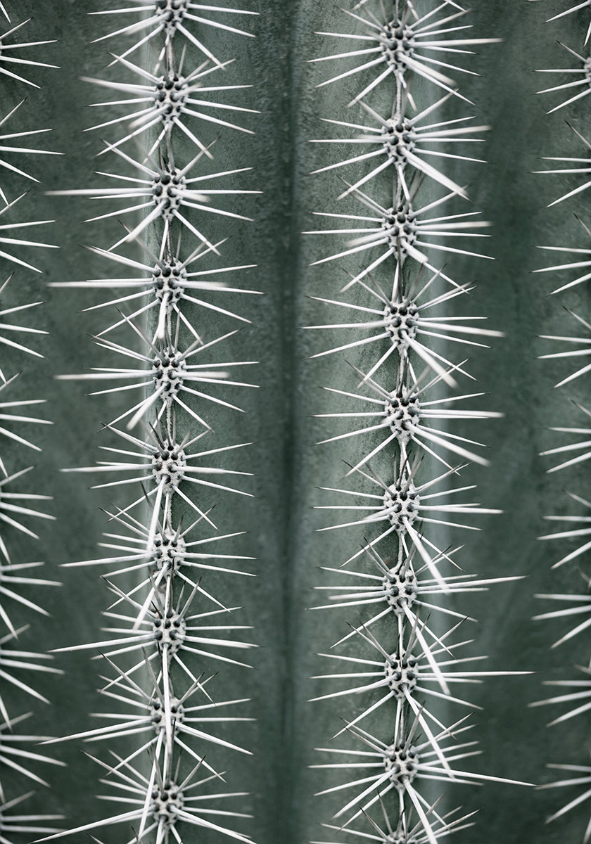 Cactus green Poster