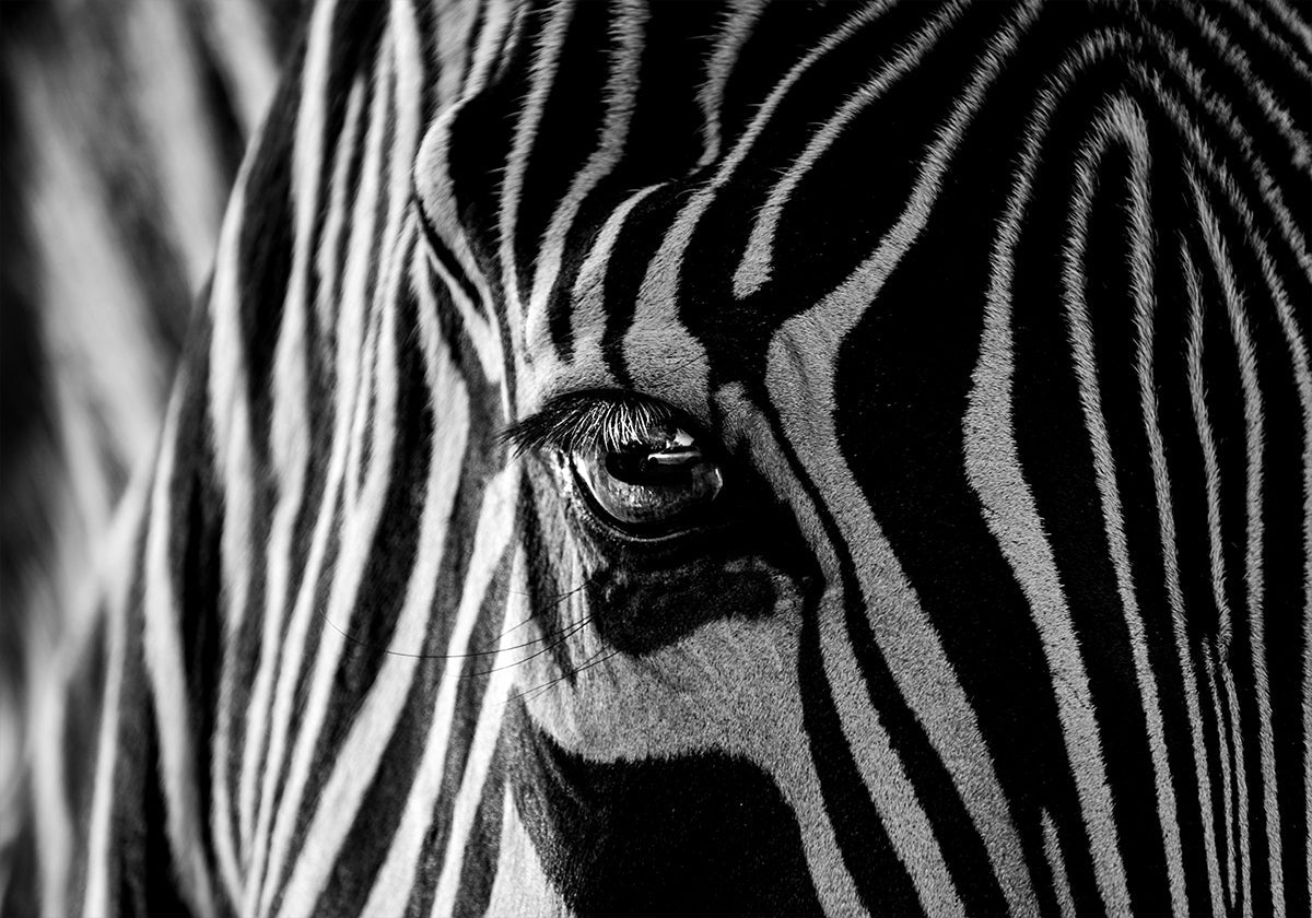 Abstract Zebra Poster