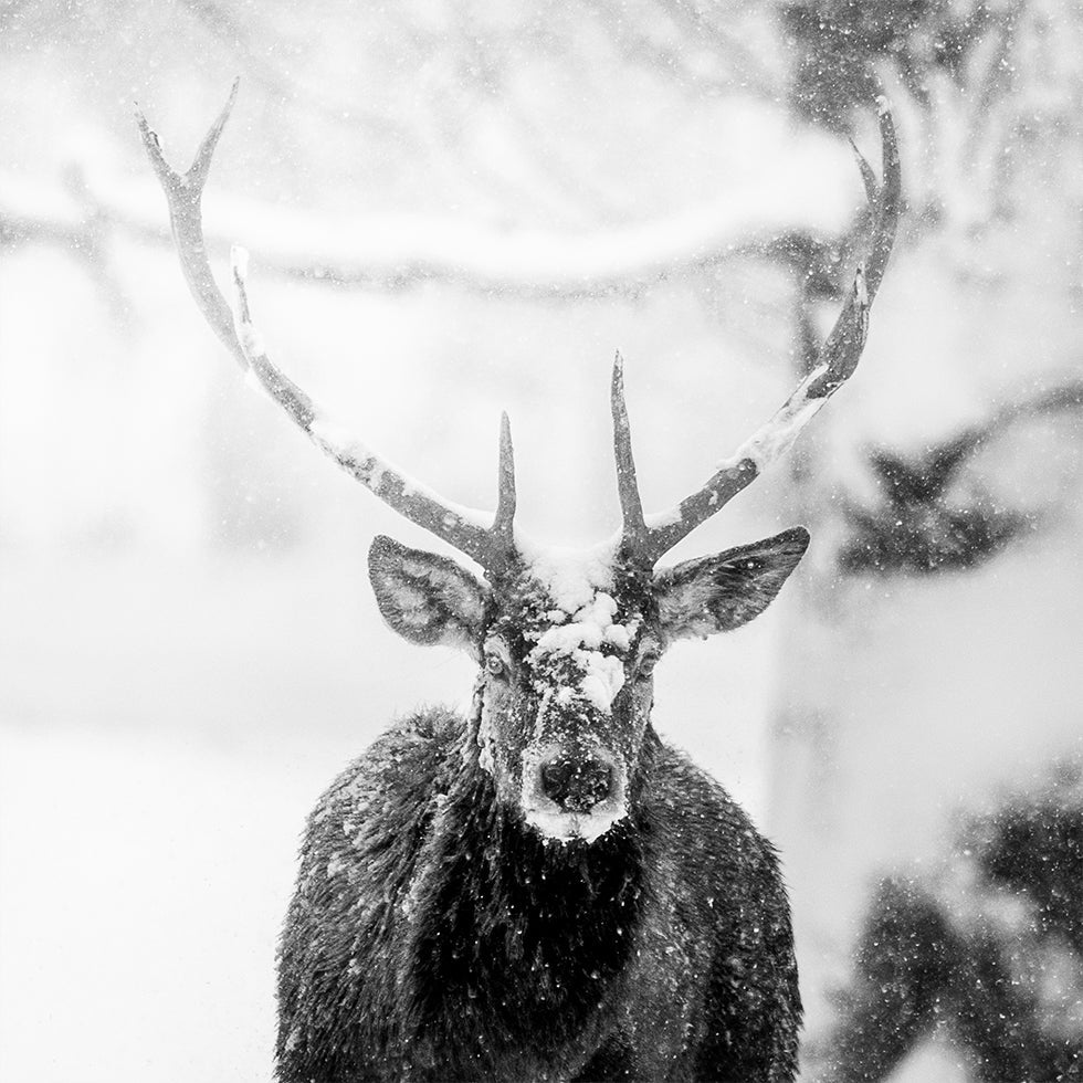 Male deer in heavy snow Posters