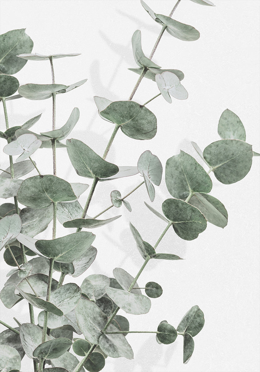 Eucalyptus No.2 Poster
