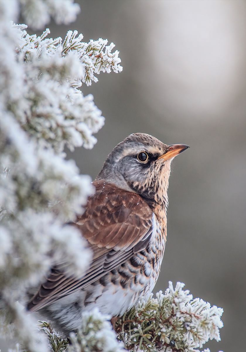 Fieldfare in a winter setting Poster