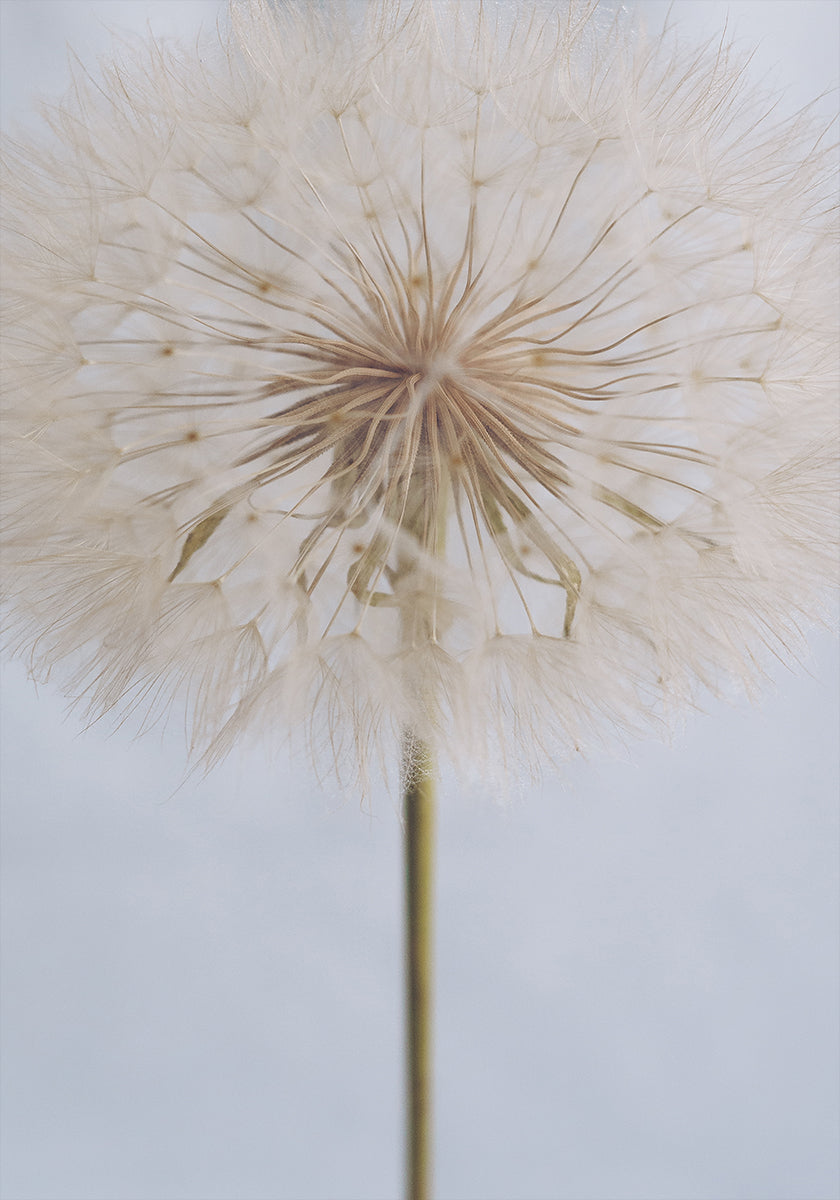 Delicate Dandelion