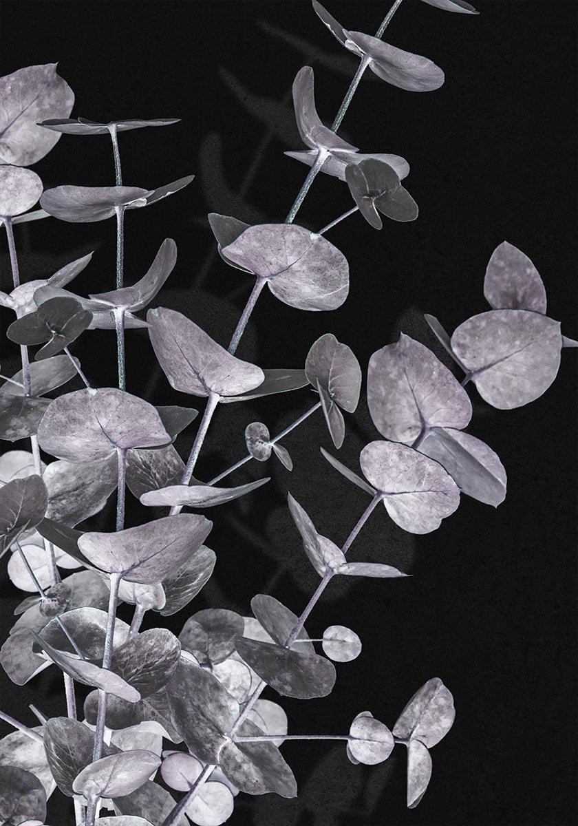 Eucalyptus Negative No.3 Poster