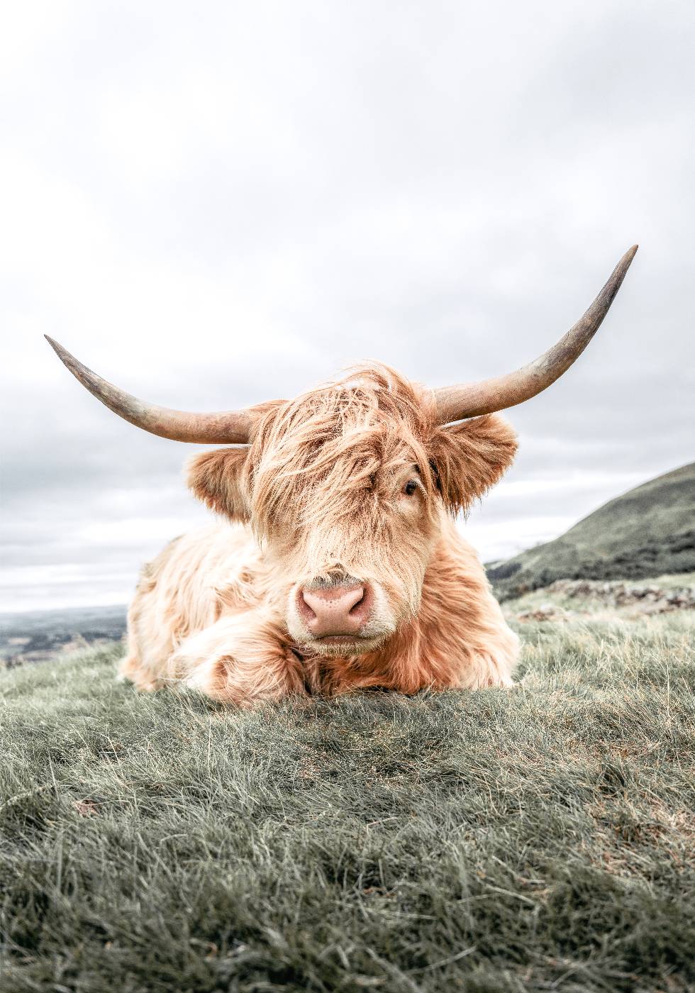 Highland Cow Chilling Poster - Posterbox.dk