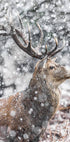 Red Stag During Snowfall Poster - Posterbox.dk
