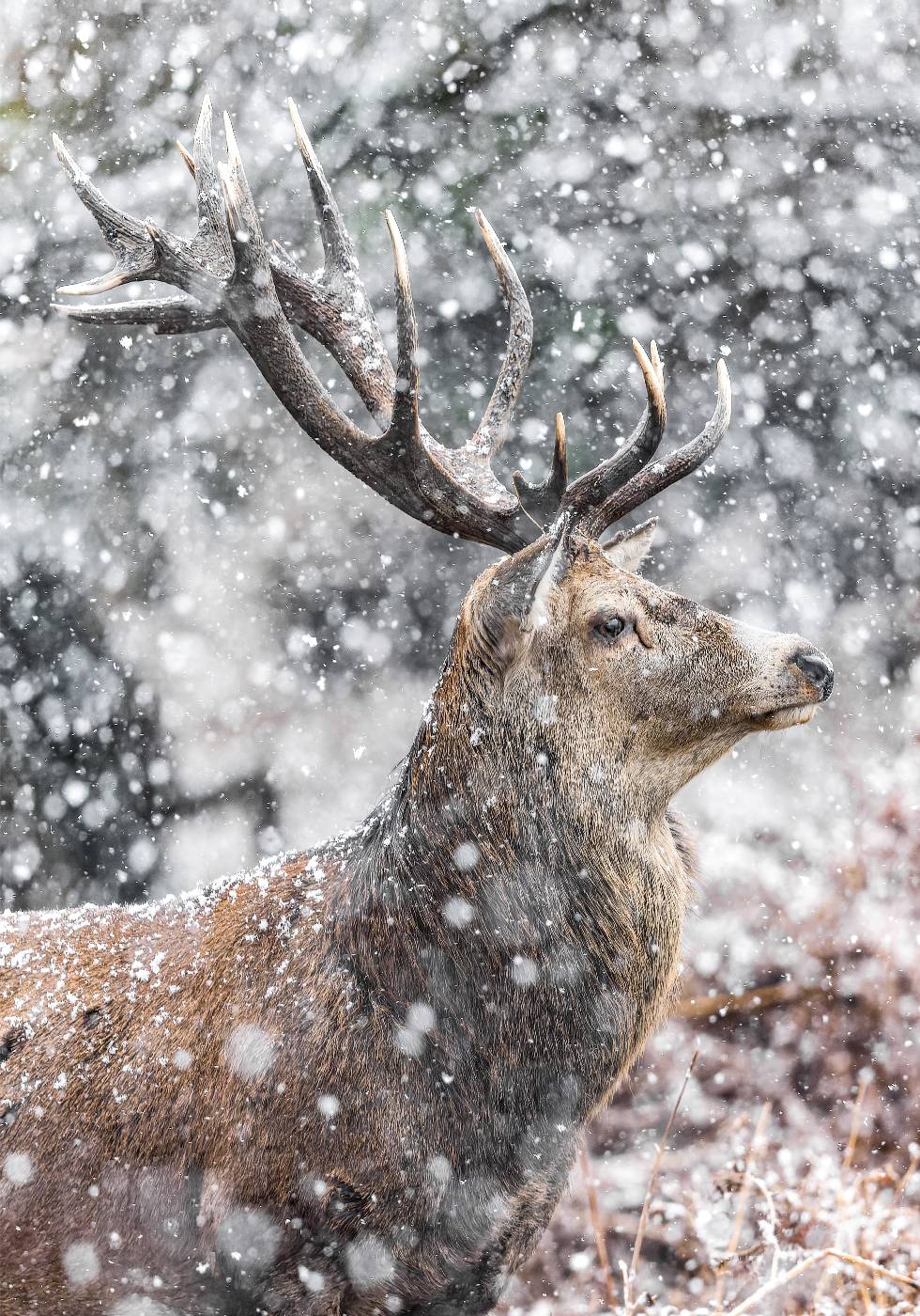 Red Stag During Snowfall Poster - Posterbox.dk