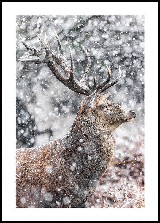 Red Stag During Snowfall Poster - Posterbox.dk