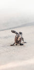 Newborn Sea Turtle Leaving The Nest Poster - Posterbox.dk