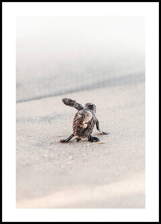 Newborn Sea Turtle Leaving The Nest Poster - Posterbox.dk