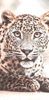 Wild Leopard Poster - Posterbox.dk