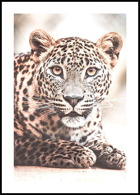 Wild Leopard Poster - Posterbox.dk