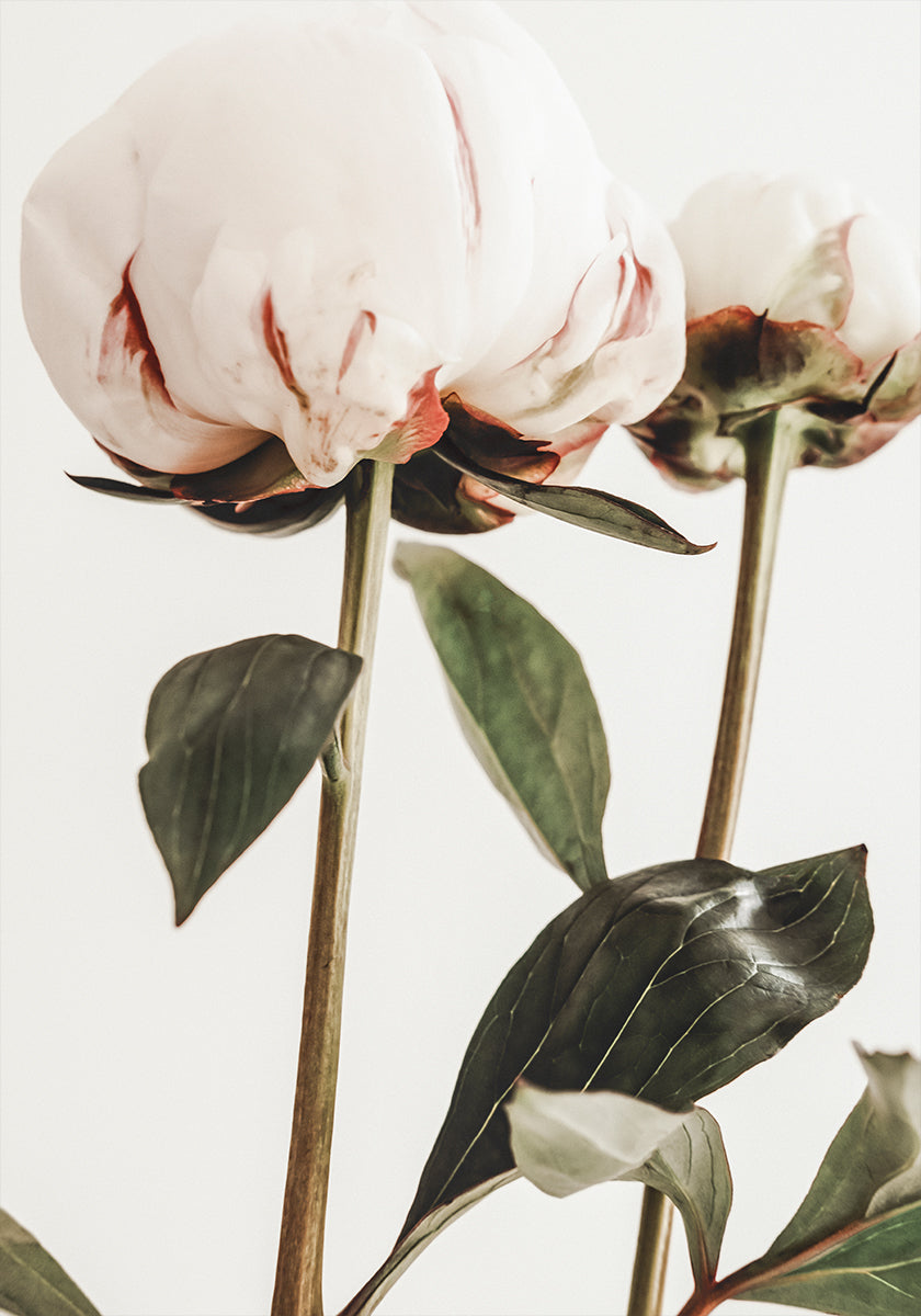 Peony 24 Poster