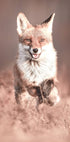 Smiling Fox Poster - Posterbox.dk