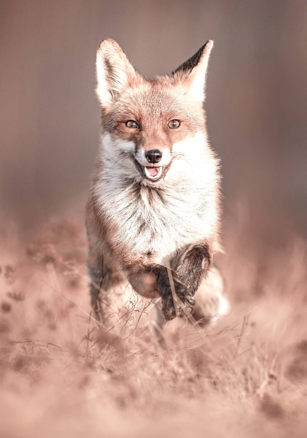 Smiling Fox Poster - Posterbox.dk