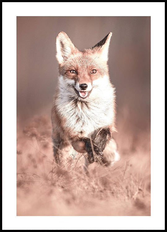 Smiling Fox Poster - Posterbox.dk