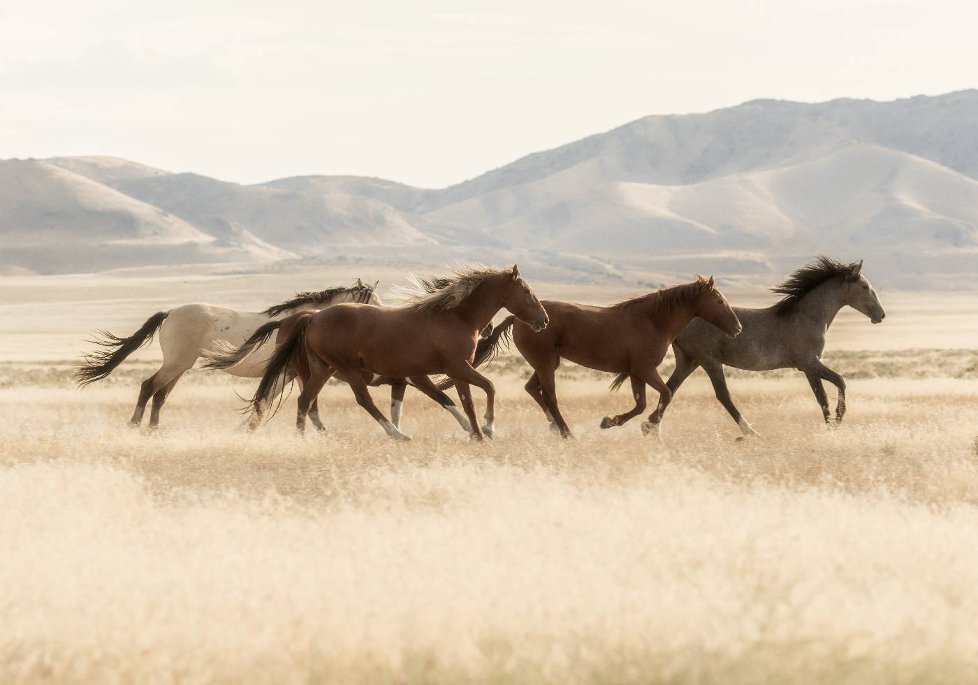 Wild Horses Running Poster - Posterbox.dk
