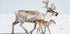 Reindeer With Offspring Poster - Posterbox.dk