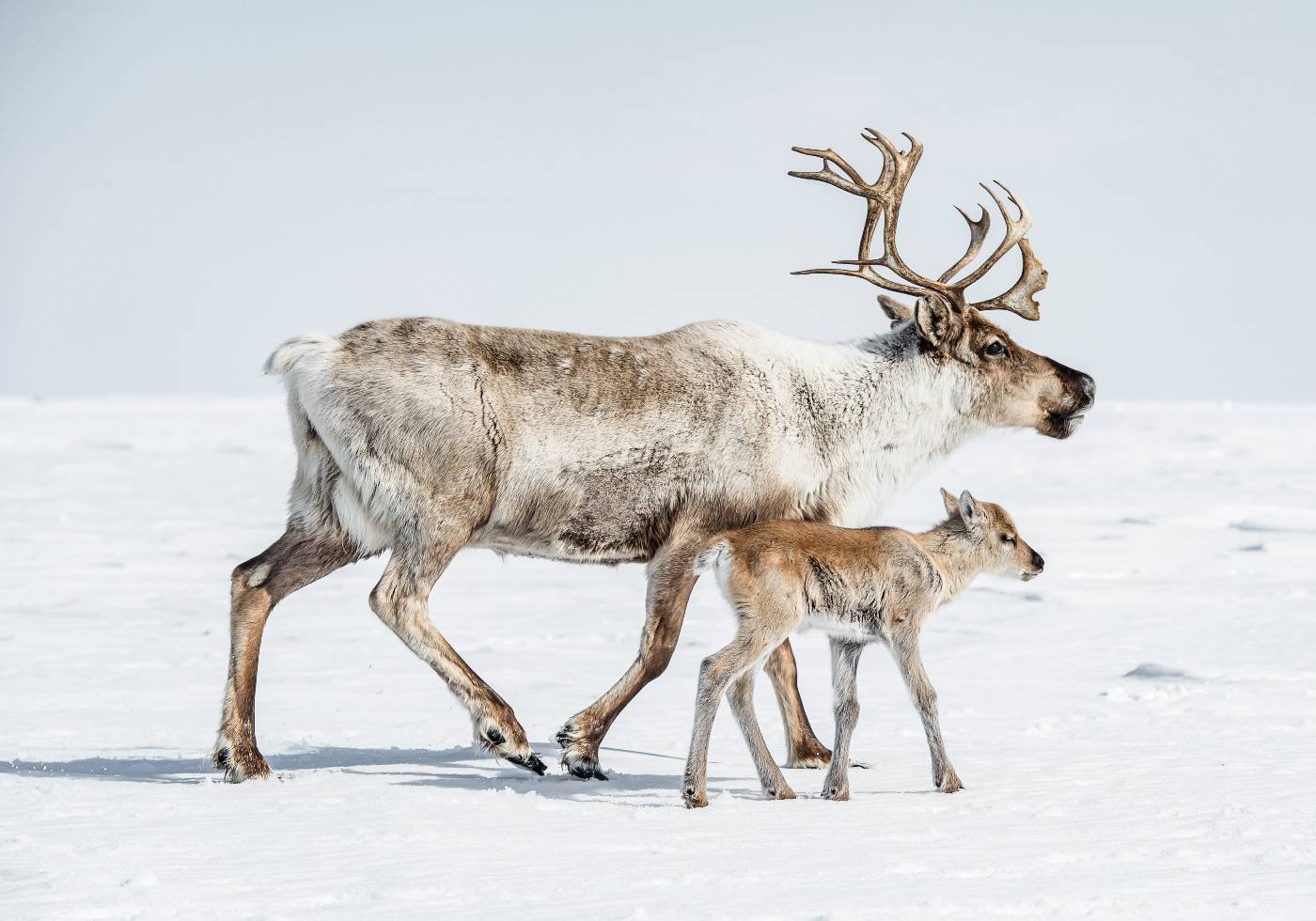 Reindeer With Offspring Poster - Posterbox.dk