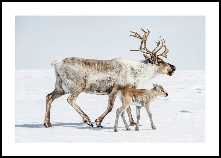 Reindeer With Offspring Poster - Posterbox.dk