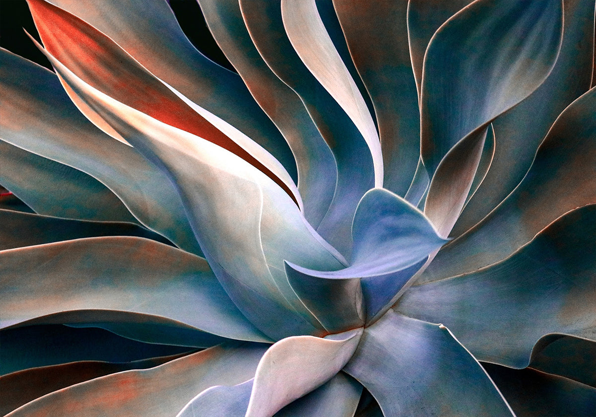 The colors in leaves Poster