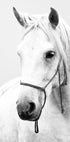 White Stallion Horse Poster - Posterbox.dk