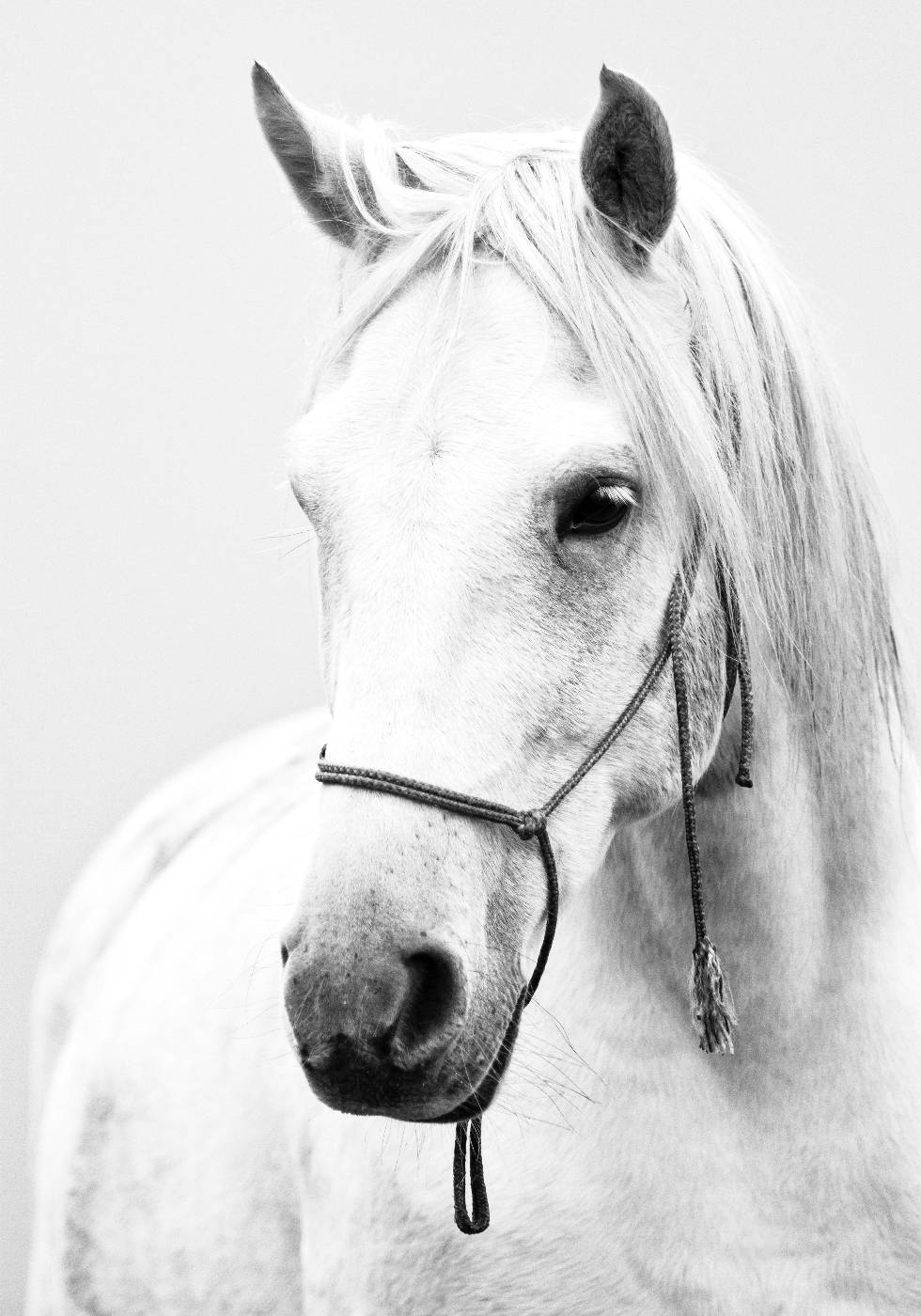 White Stallion Horse Poster - Posterbox.dk