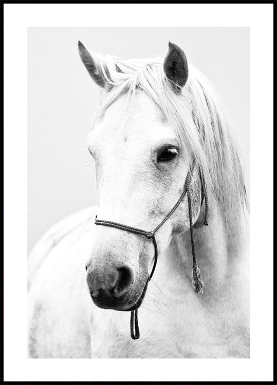 White Stallion Horse Poster - Posterbox.dk