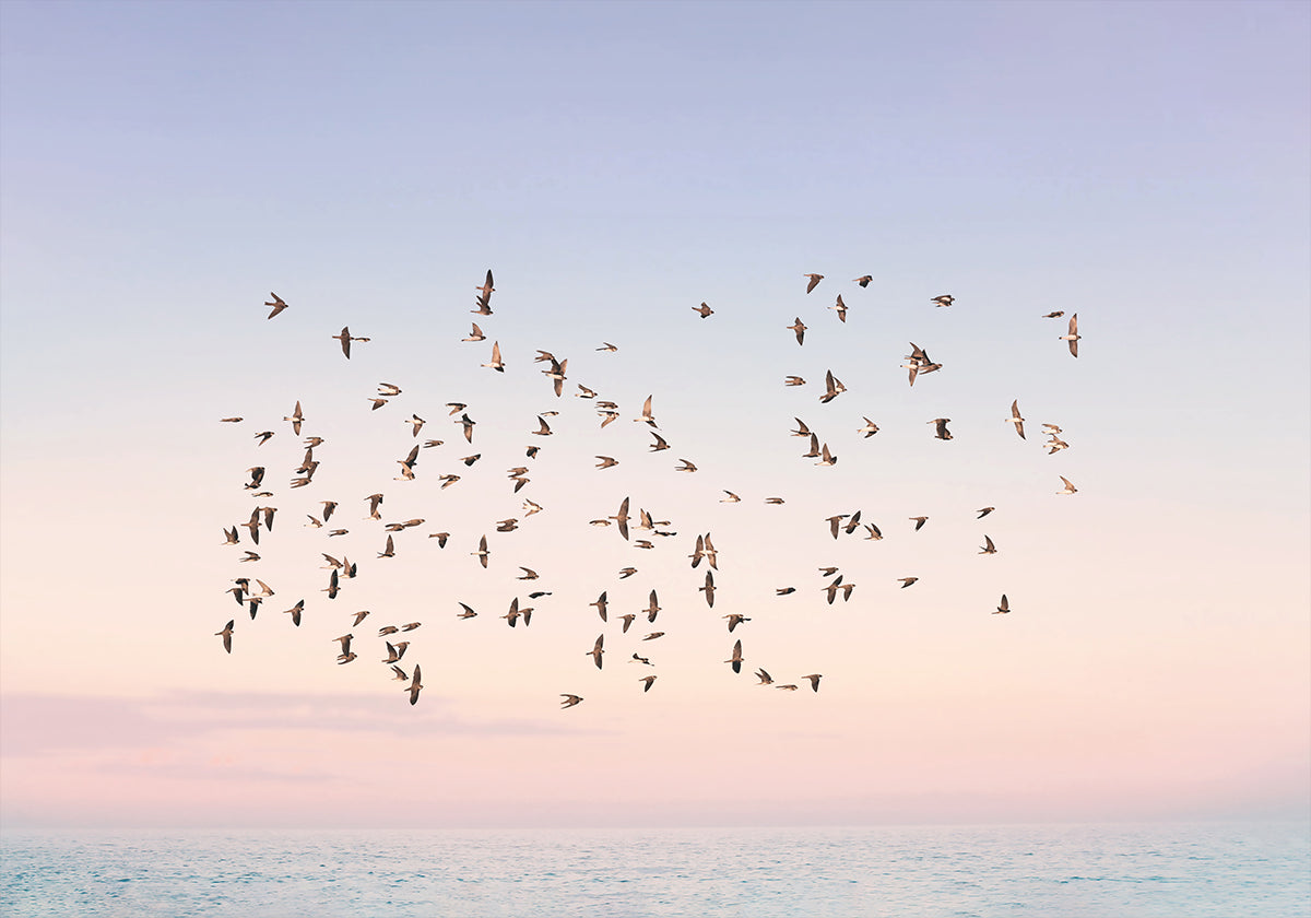 Sunset Flight Poster