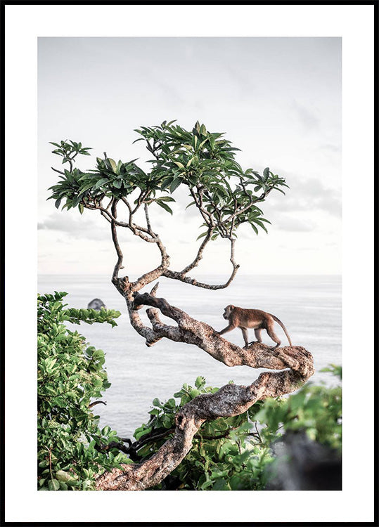 Monkey in Tree Poster - Posterbox.dk