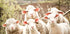 Flock of Sheep Poster - Posterbox.dk