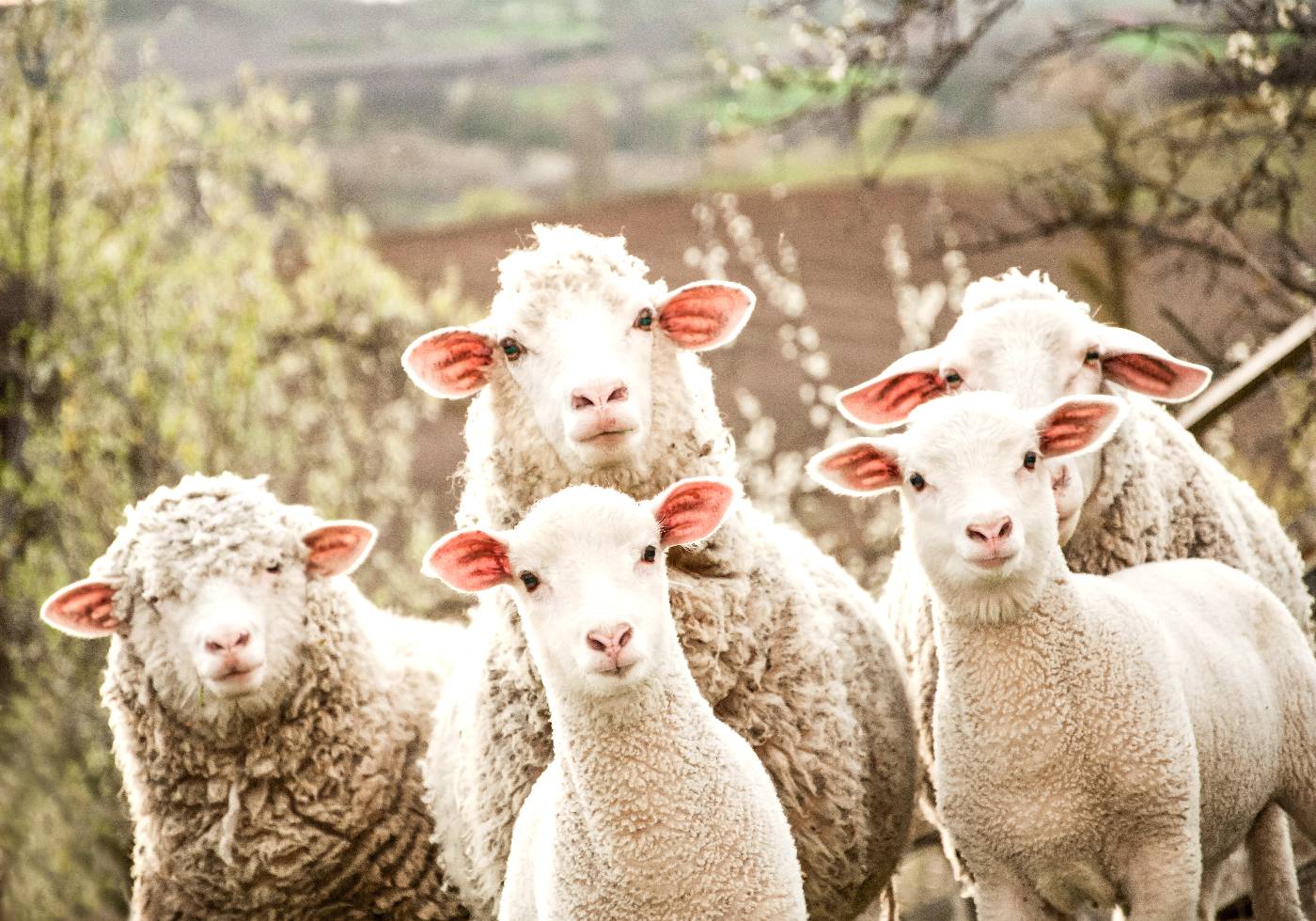 Flock of Sheep Poster - Posterbox.dk