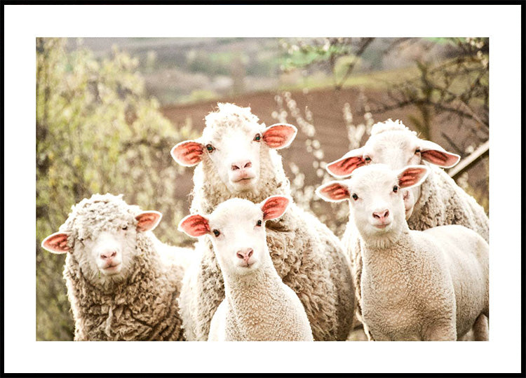 Flock of Sheep Poster - Posterbox.dk
