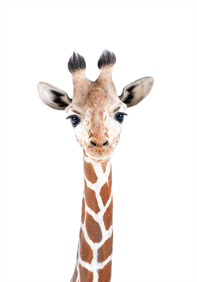 Baby Giraffe Poster