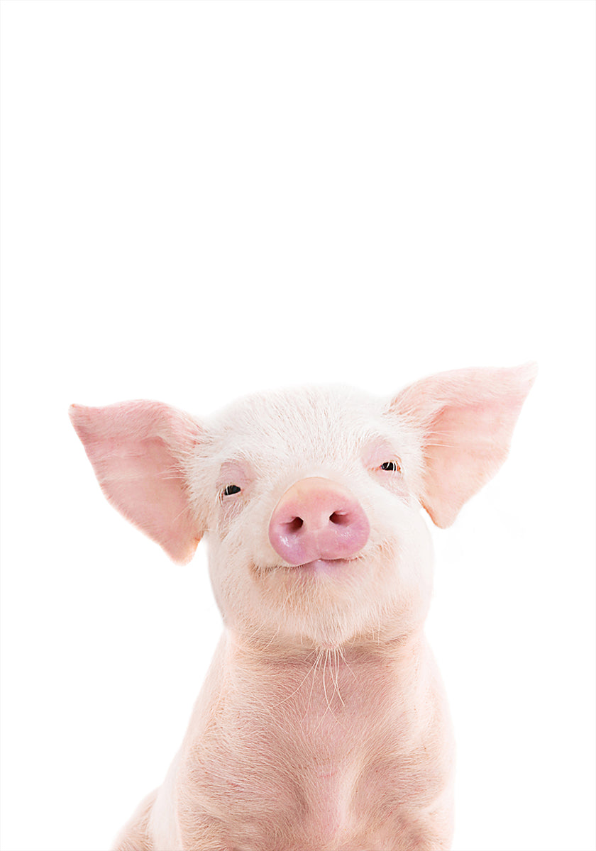 Baby Pig Poster