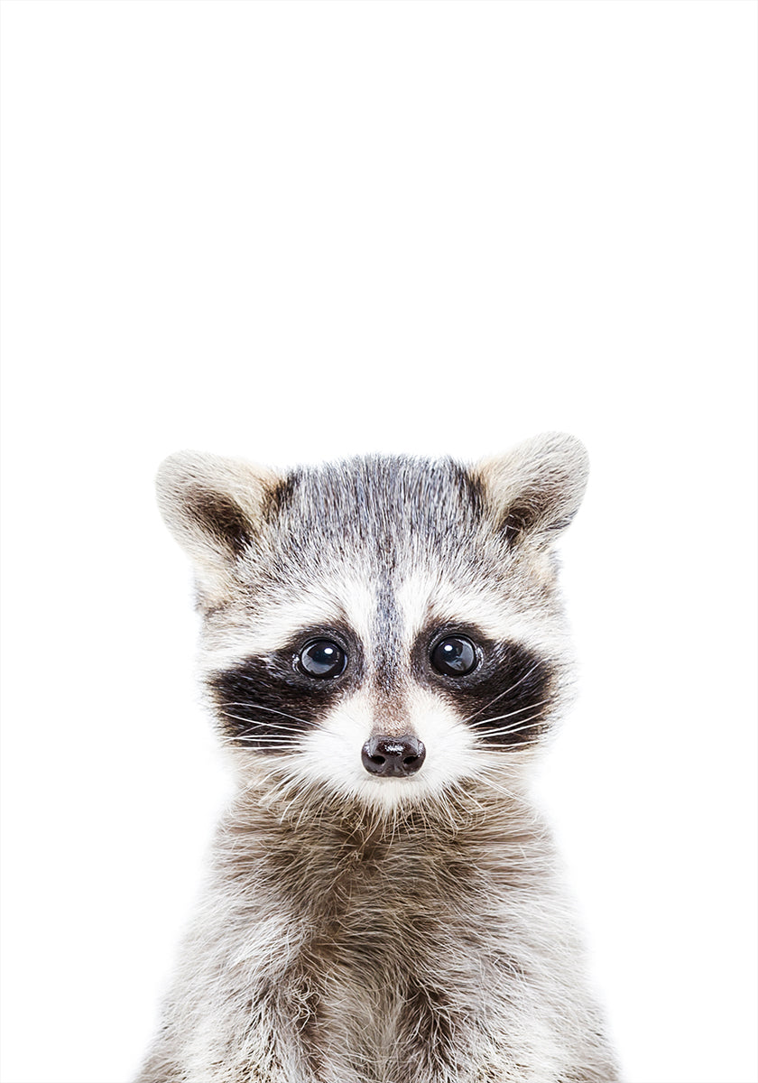 Baby Raccoon